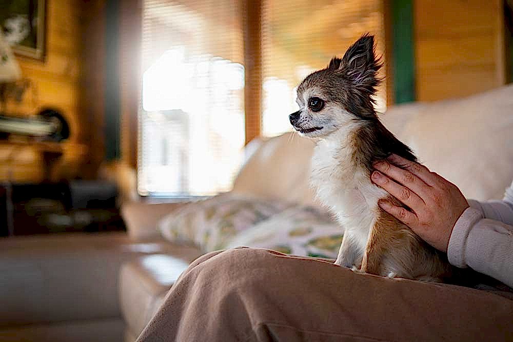Köpek Otellerindeki Kurallar