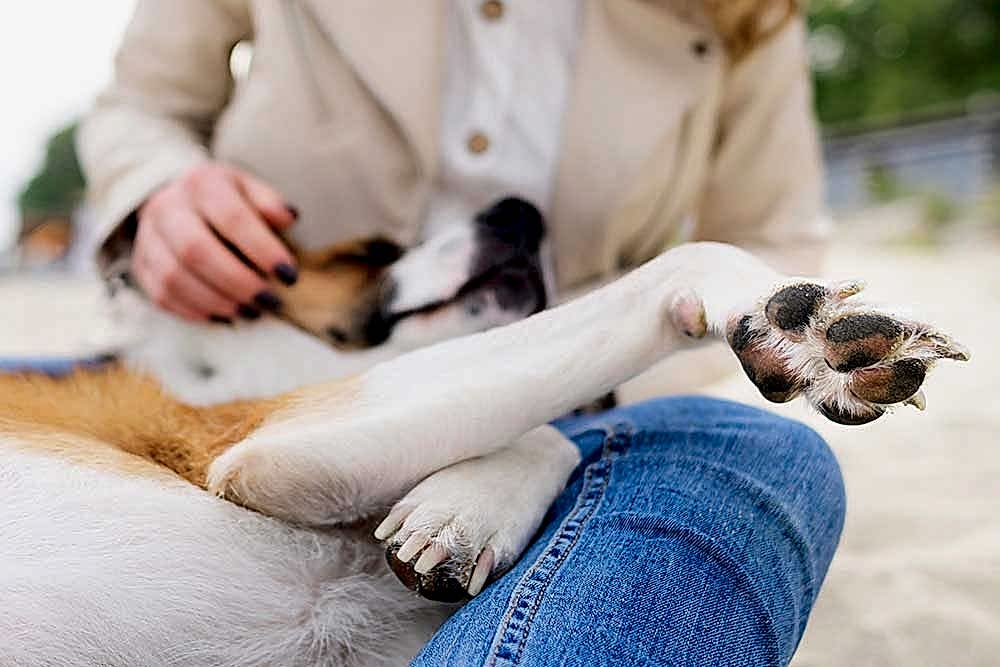 Köpek Pansiyonu Nedir?