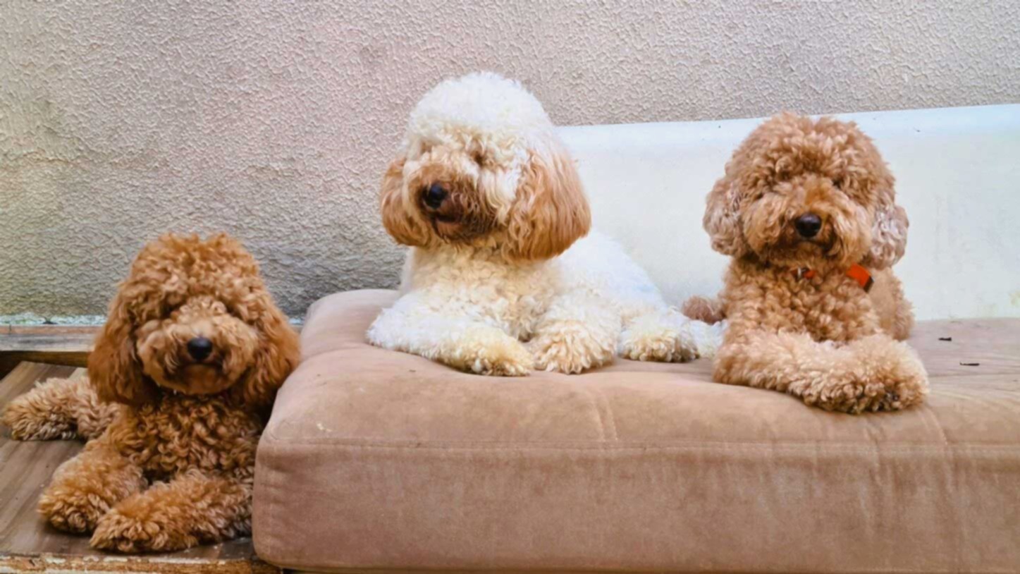 Keyifli Patim Köpek Oteli